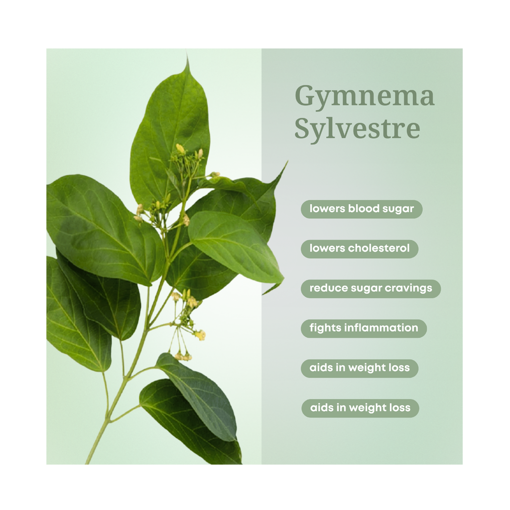 Gymnema Sylvestre