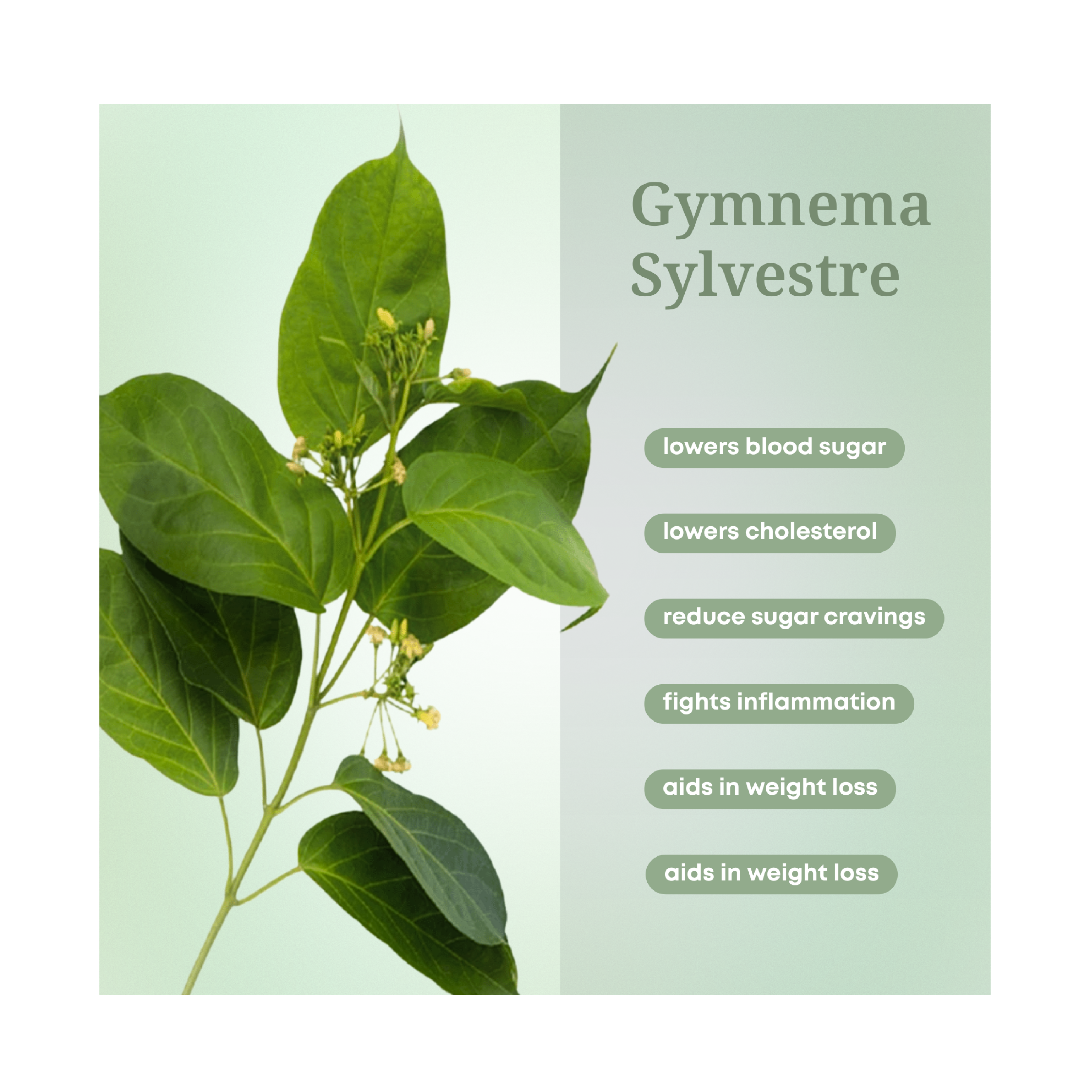 Gymnema Sylvestre