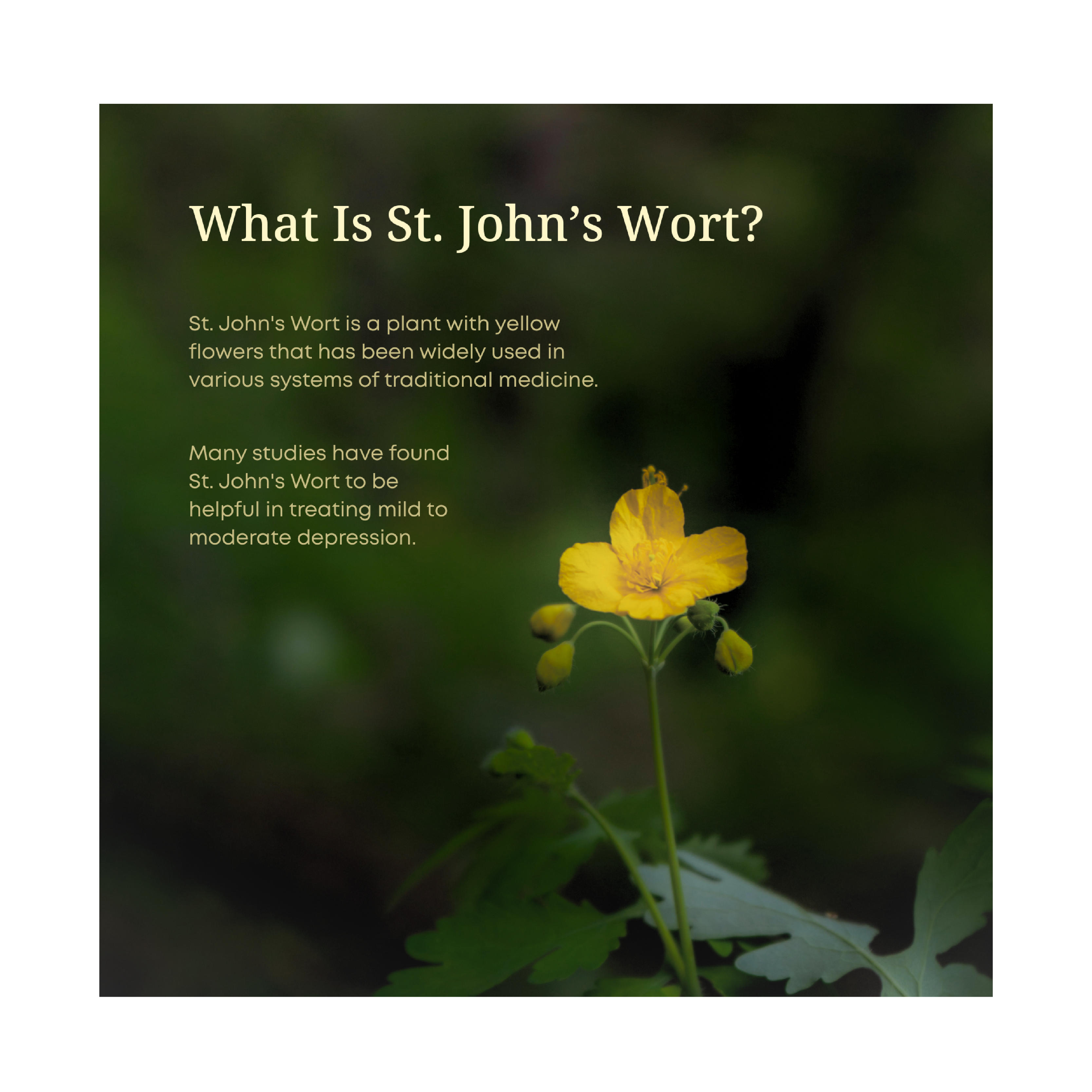 St. John's Wort